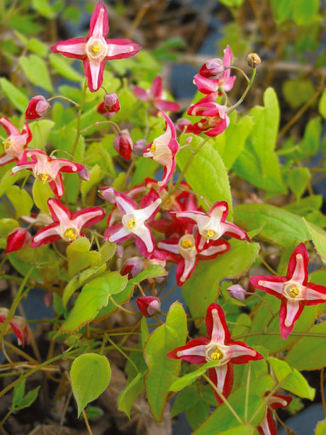 Epimedium rubrum