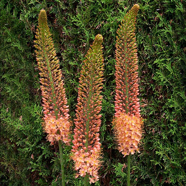 Eremurus Copper – Coast Farms