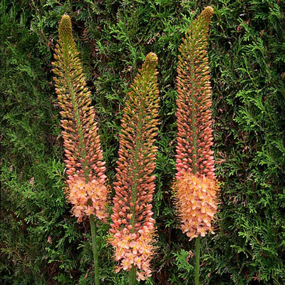 How to Plant Eremurus (Foxtail Lilies)