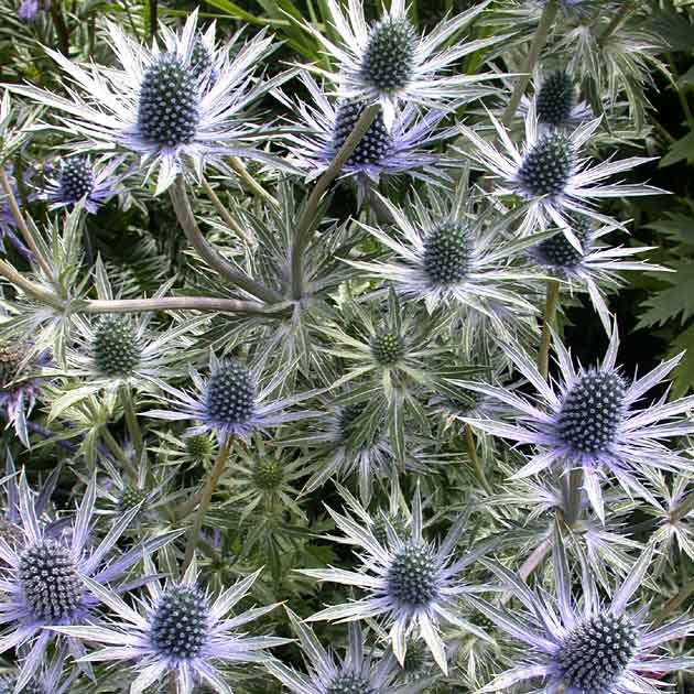 Eryngium Blue Star
