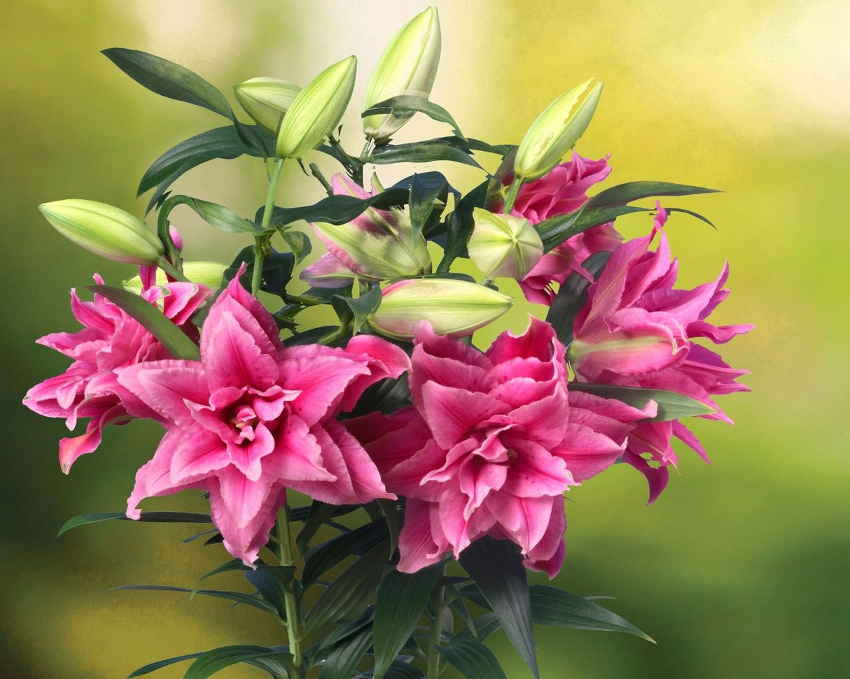 Lily Roselily Esra