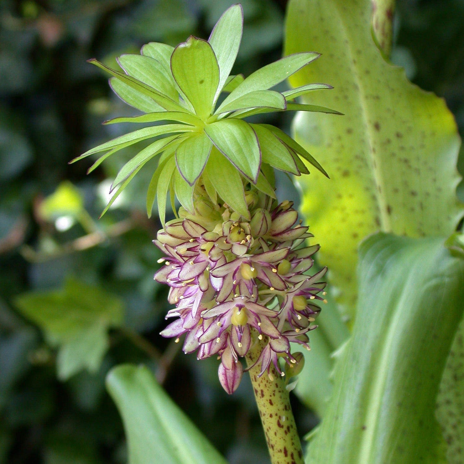 Eucomis Bicolor