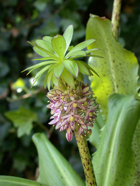 Eucomis Bicolor