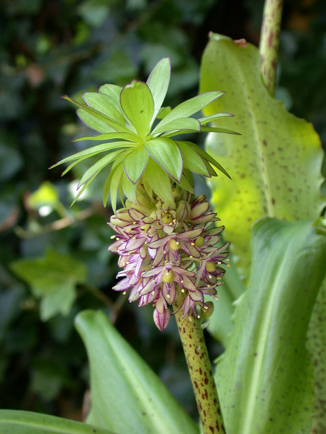 Eucomis Bicolor