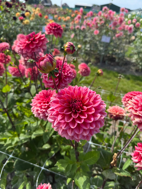 Dahlia Salmon Runner