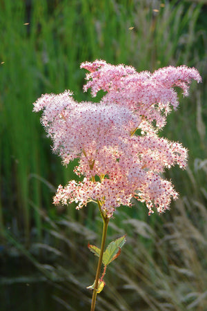 Filipendula Kahome