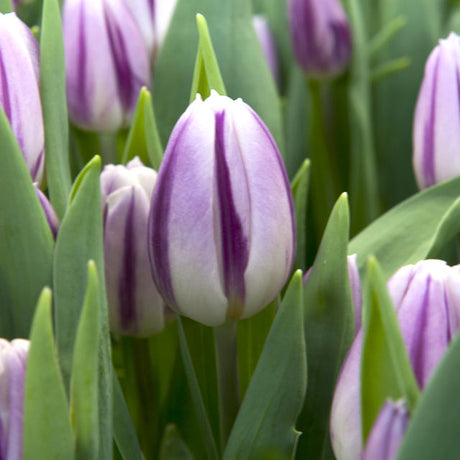 Tulip Flaming Flag