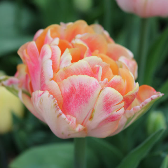 Fall - Double Tulips – Coast Farms