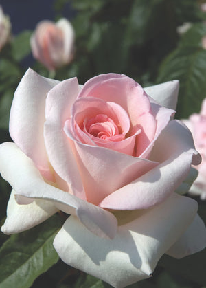 Star Rose - Francis Meilland