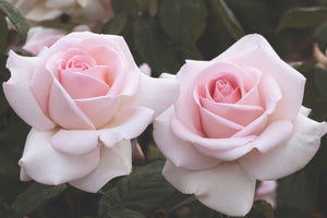 Star Rose - Francis Meilland