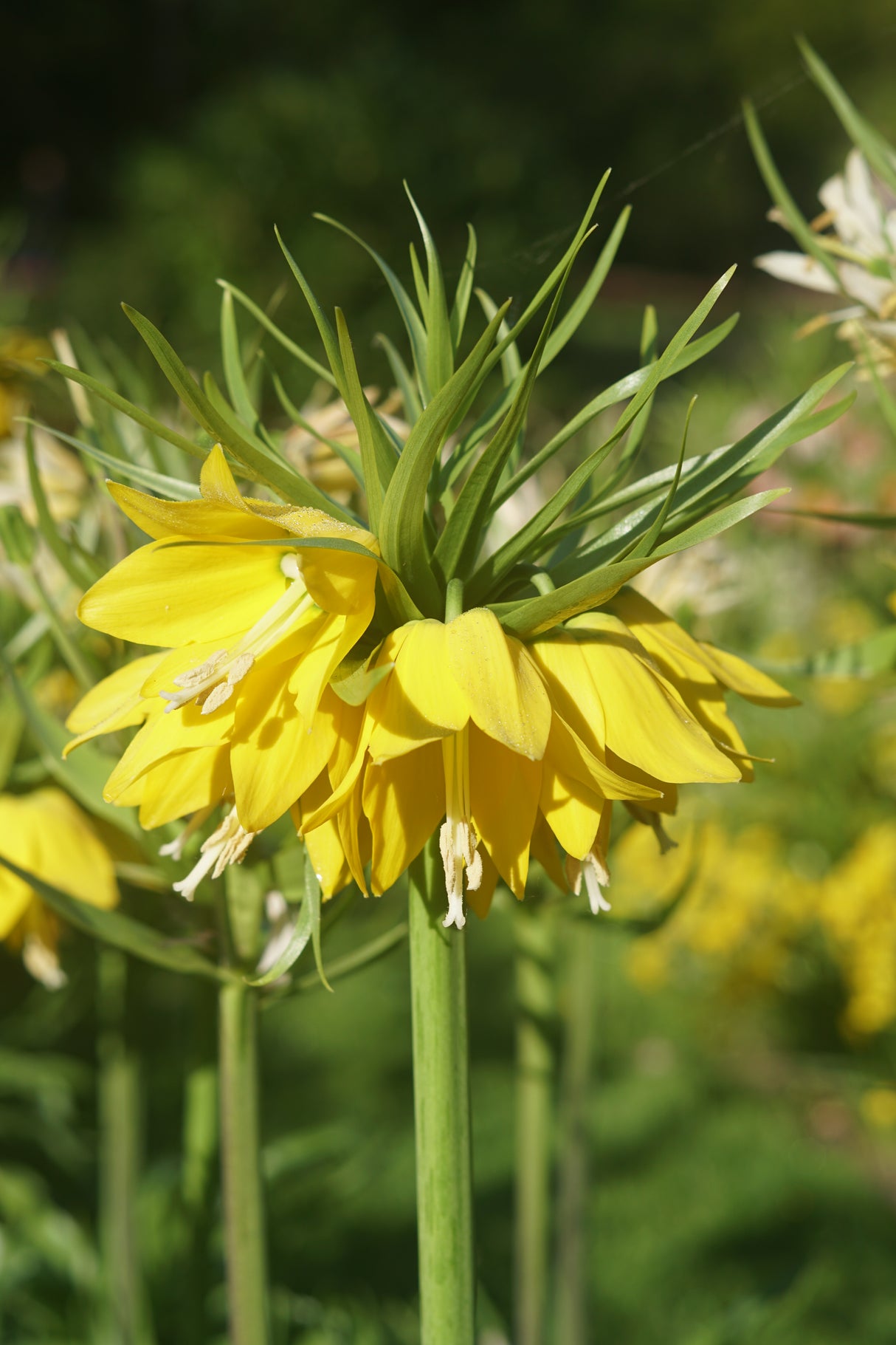 Fritillaria Early Sensation