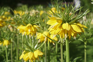 Fritillaria Early Sensation