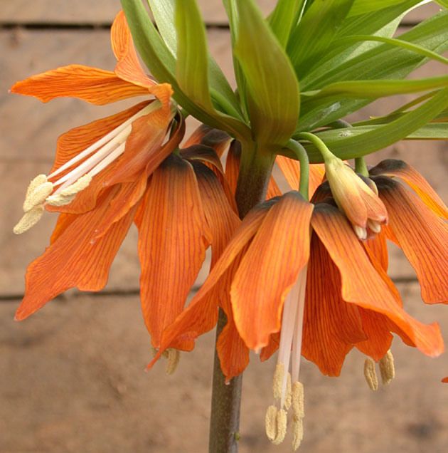 Fritillaria Rubra