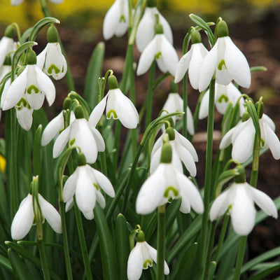 How to Plant Galanthus (Snowdrop) Bulbs