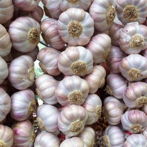 Garlic Russian Red