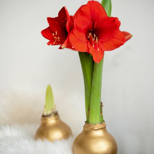 Waxed Amaryllis - Gold Wax