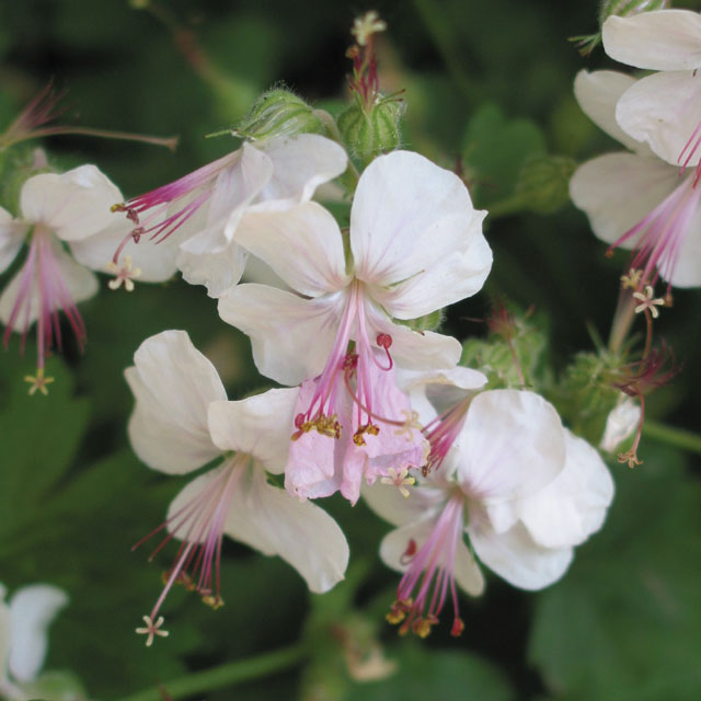 Geranium Biokovo