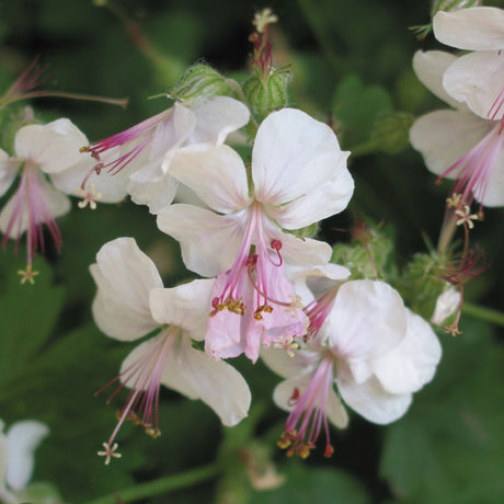 Geranium Biokovo