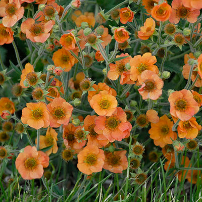 How to Plant Geum (Avens) in Canada