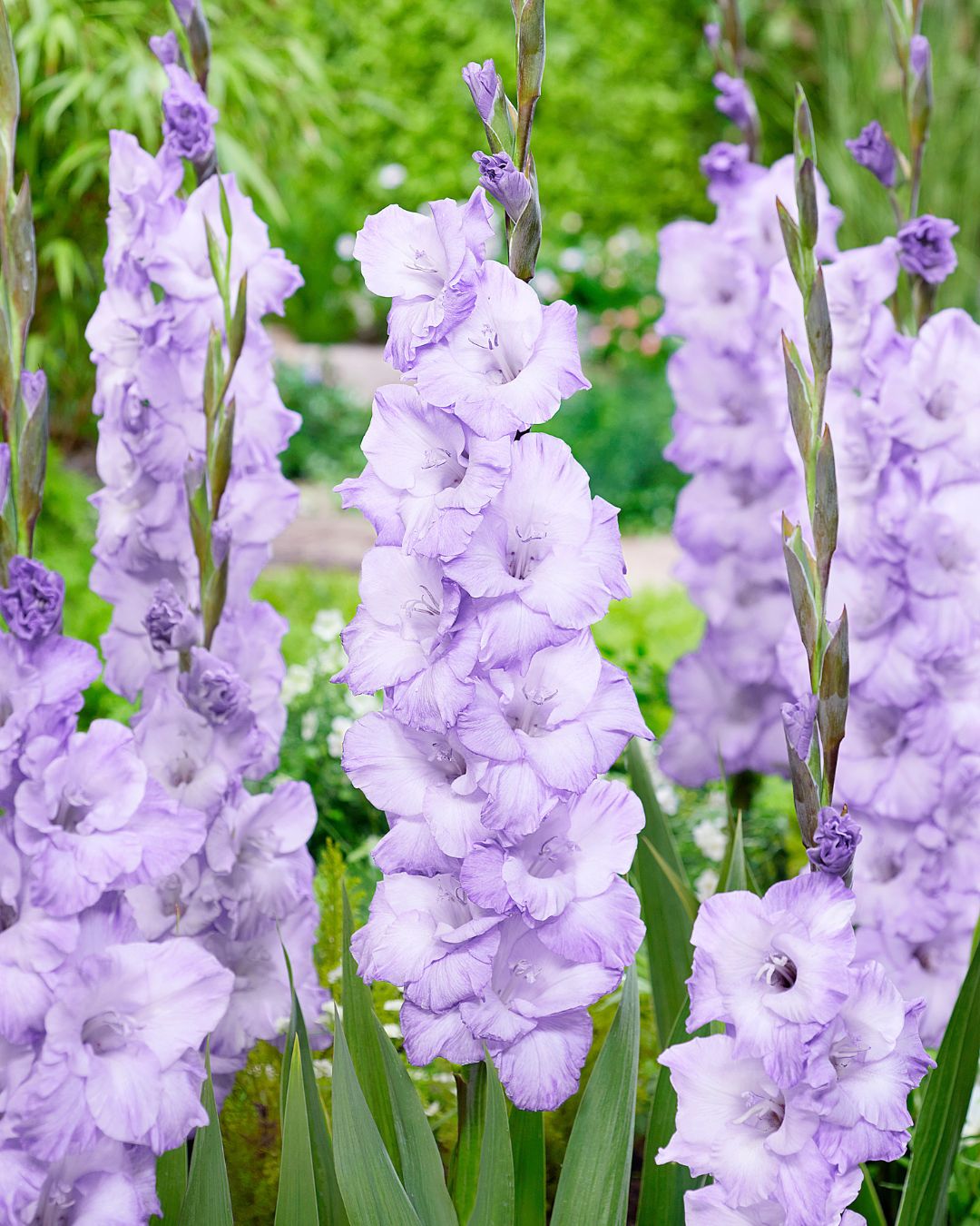 Gladiolus Blue Tropic