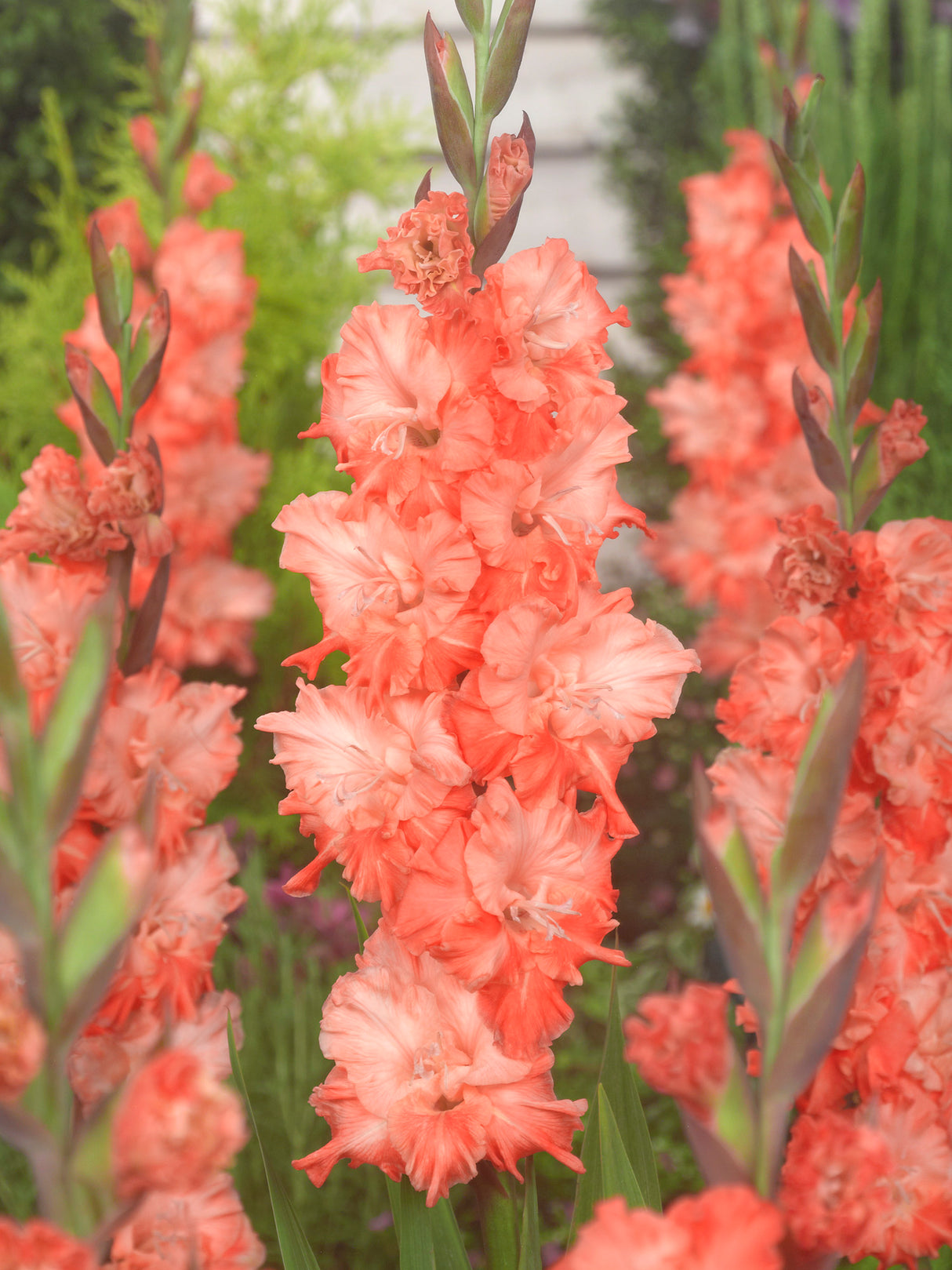 Gladiolus Charkov