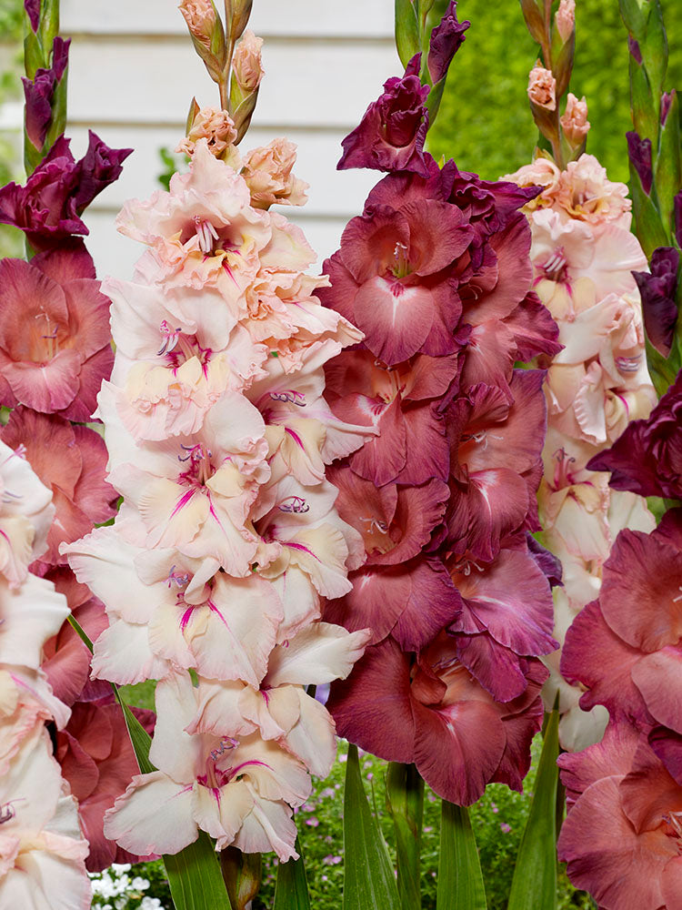 Mixed Gladiolus - Spring Afterglow