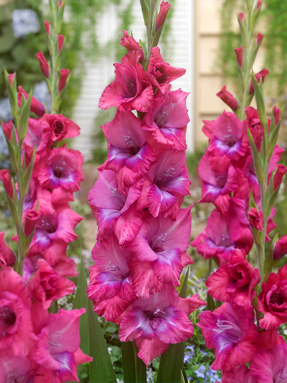 Gladiolus Lumiere