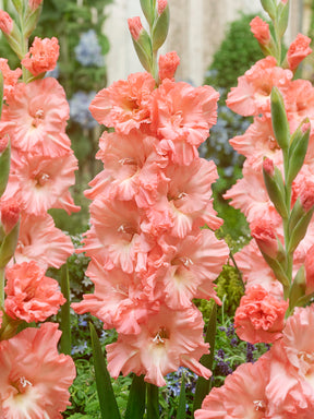 Gladiolus Blushed Look
