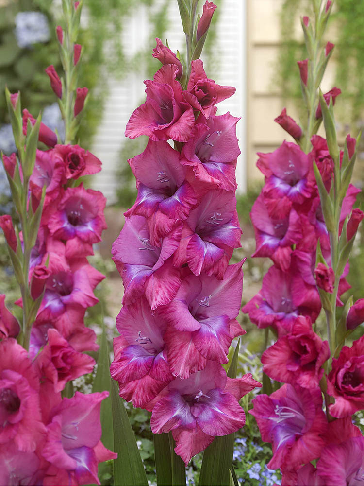 Gladiolus Lumiere