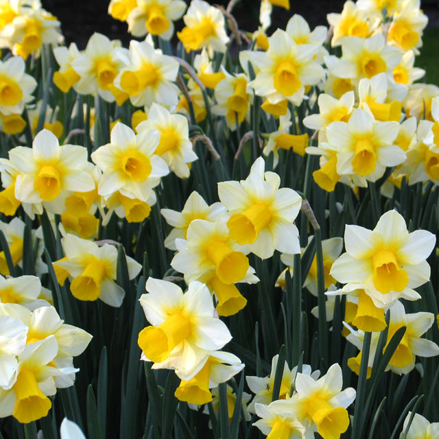 Narcissus Golden Echo – Coast Farms