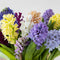 Hyacinth
