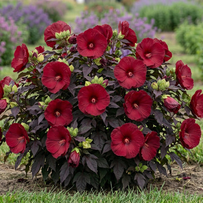 How to Plant Hardy Hibiscus (Perennial Rose Mallow)