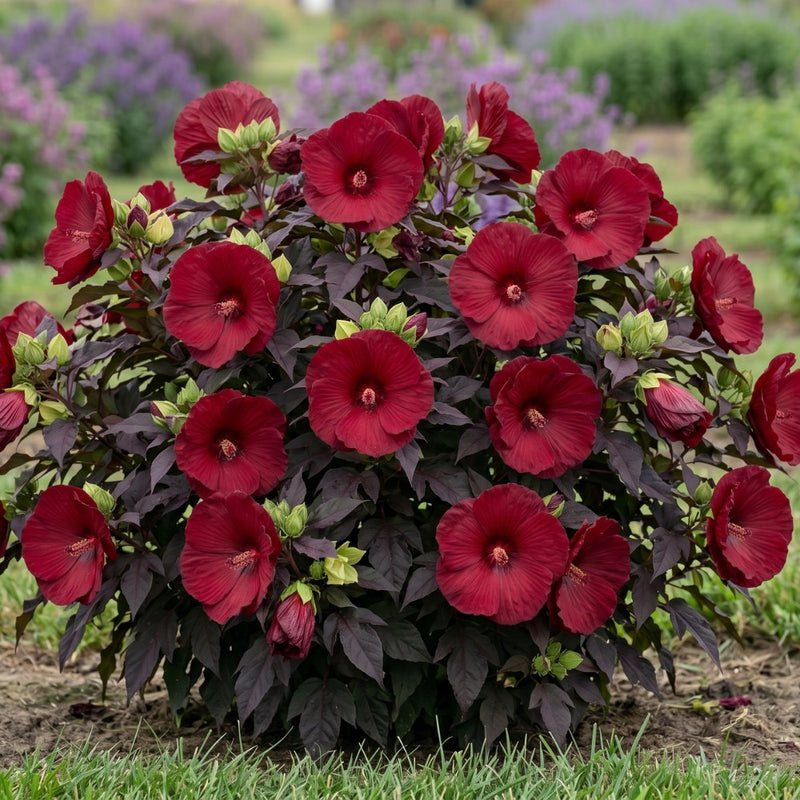Planting guide