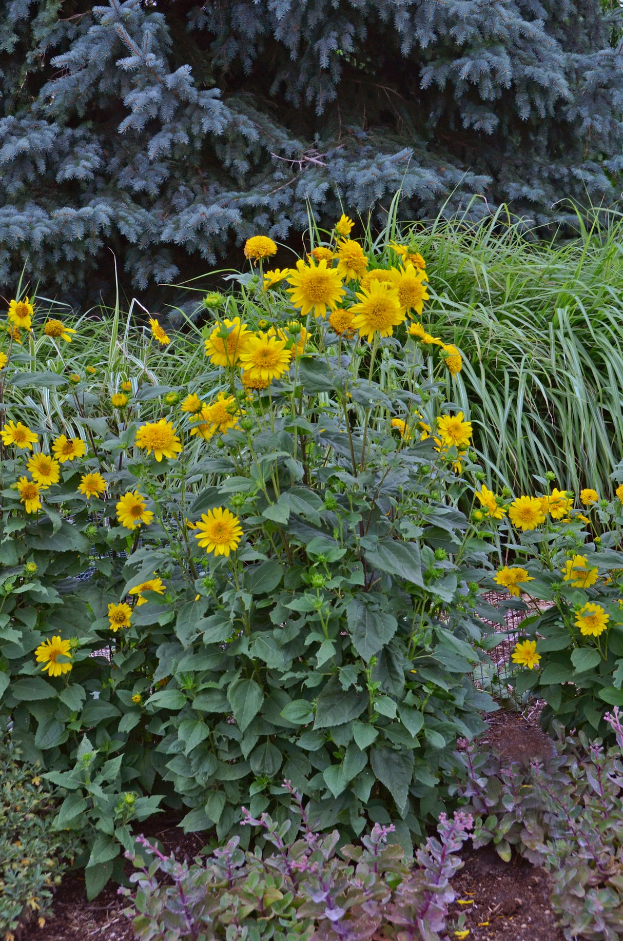 Helianthus Happy Days