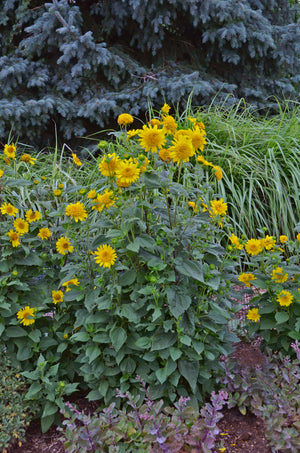 Helianthus Happy Days