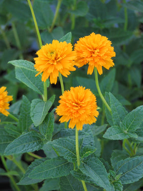 Heliopsis Asahi