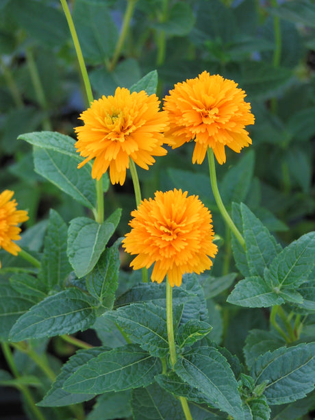 Heliopsis Asahi