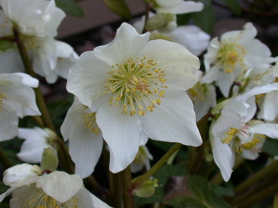 How to Plant Hellebores: Christmas & Lenten Rose