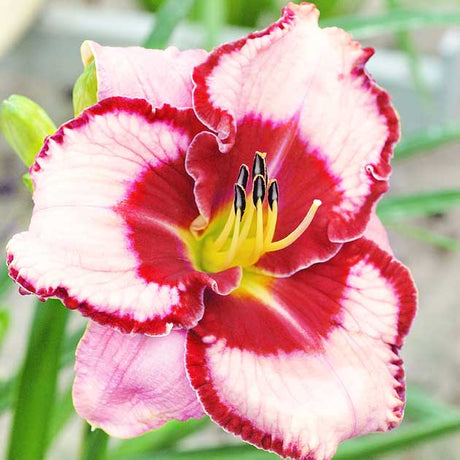 Hemerocallis Lies & Lipstick