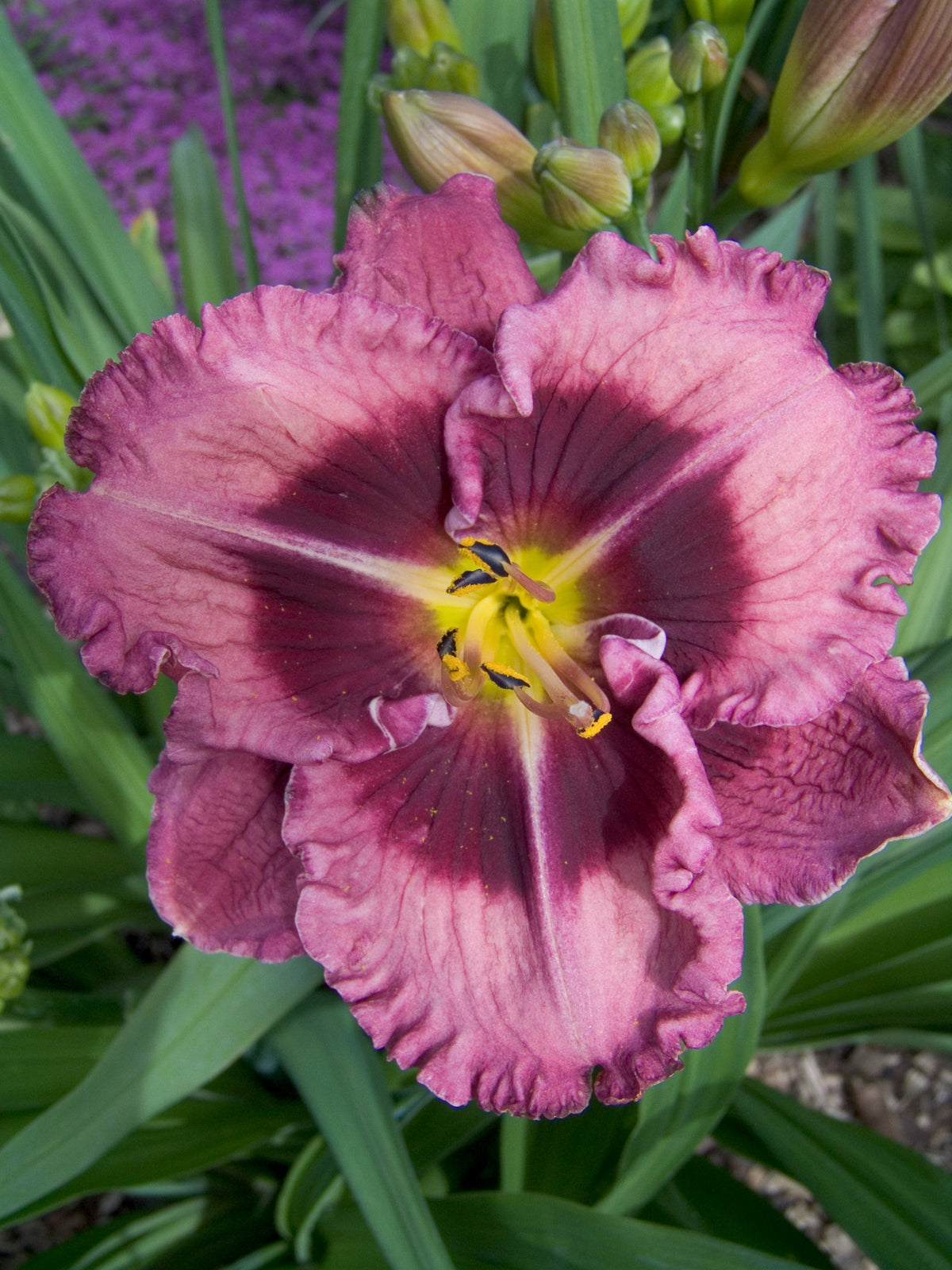 Hemerocallis Macbeth