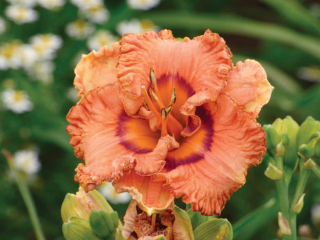 Hemerocallis Remembering Grace