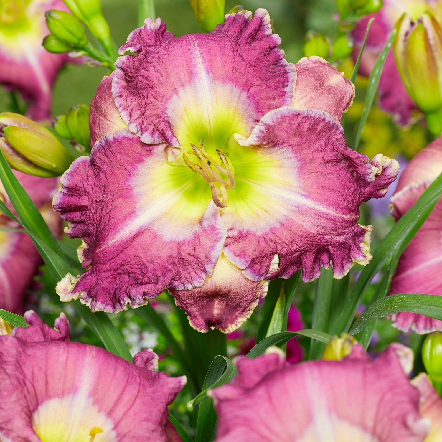 Hemerocallis Ring the Bells of Heaven