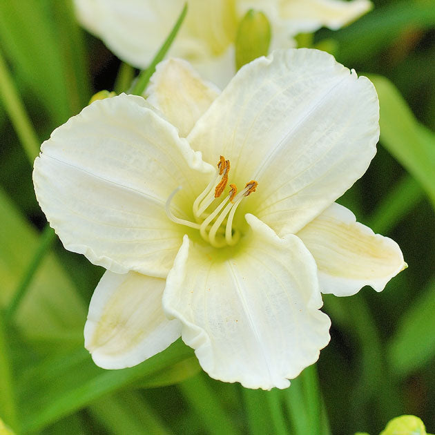 Hemerocallis White Temptation