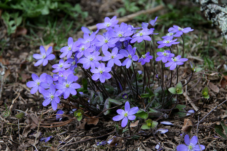 Hepatica nobilis