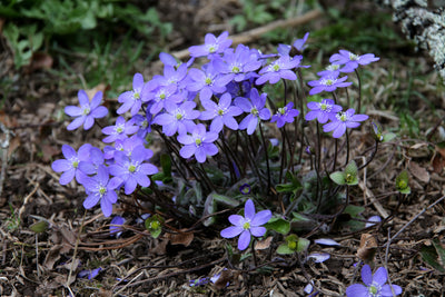 Hepatica nobilis