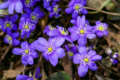 How to Plant Hepatica (Hepatica nobilis) Guide