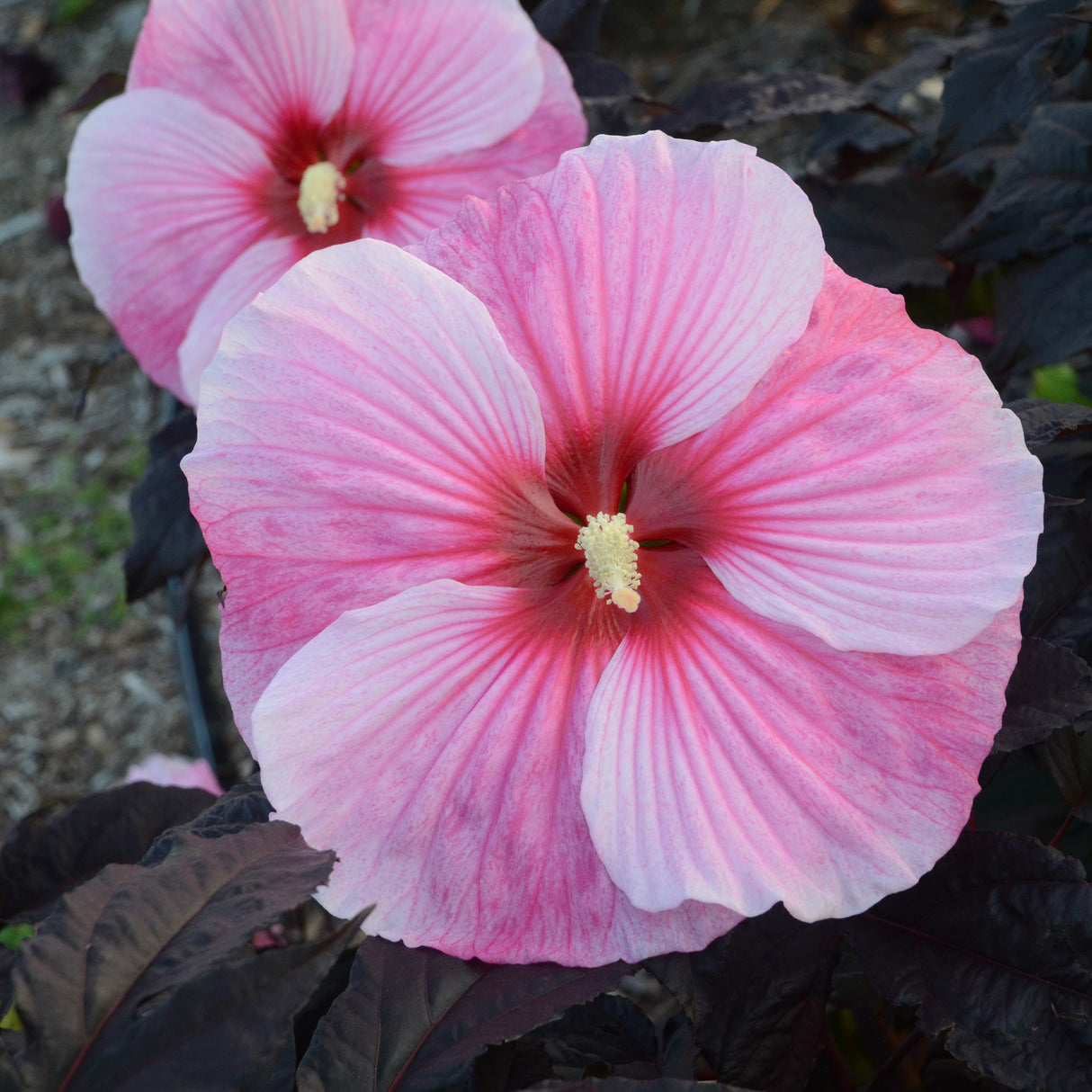 Hibiscus Starry Starry Night
