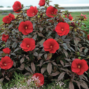 Hibiscus Midnight Marvel