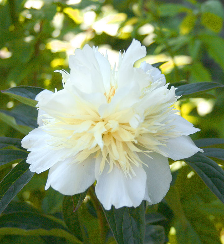 Paeonia Honey Gold