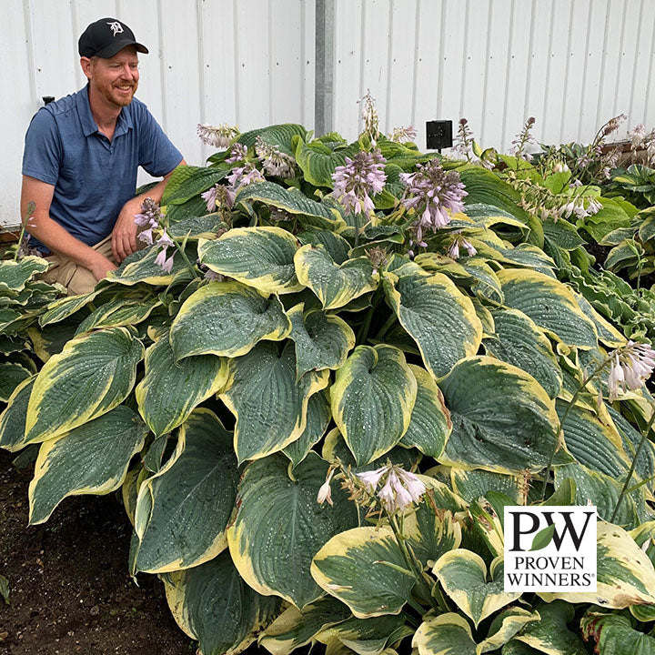 Hosta Gigantosaurus (Proven Winners)